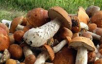 Есть грибы по соннику Во сне приснились грибы к чему